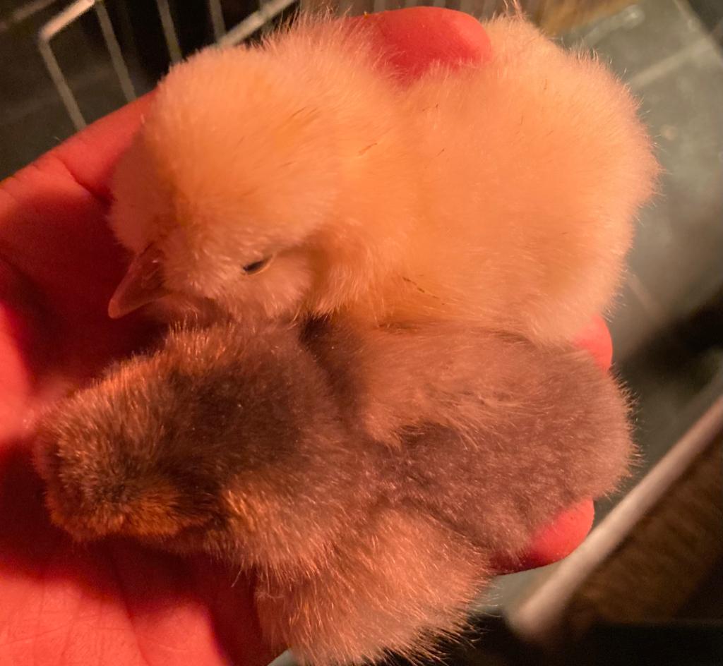 Zijdehoen kuikens en Marans kuikens, Dieren en Toebehoren, Pluimvee