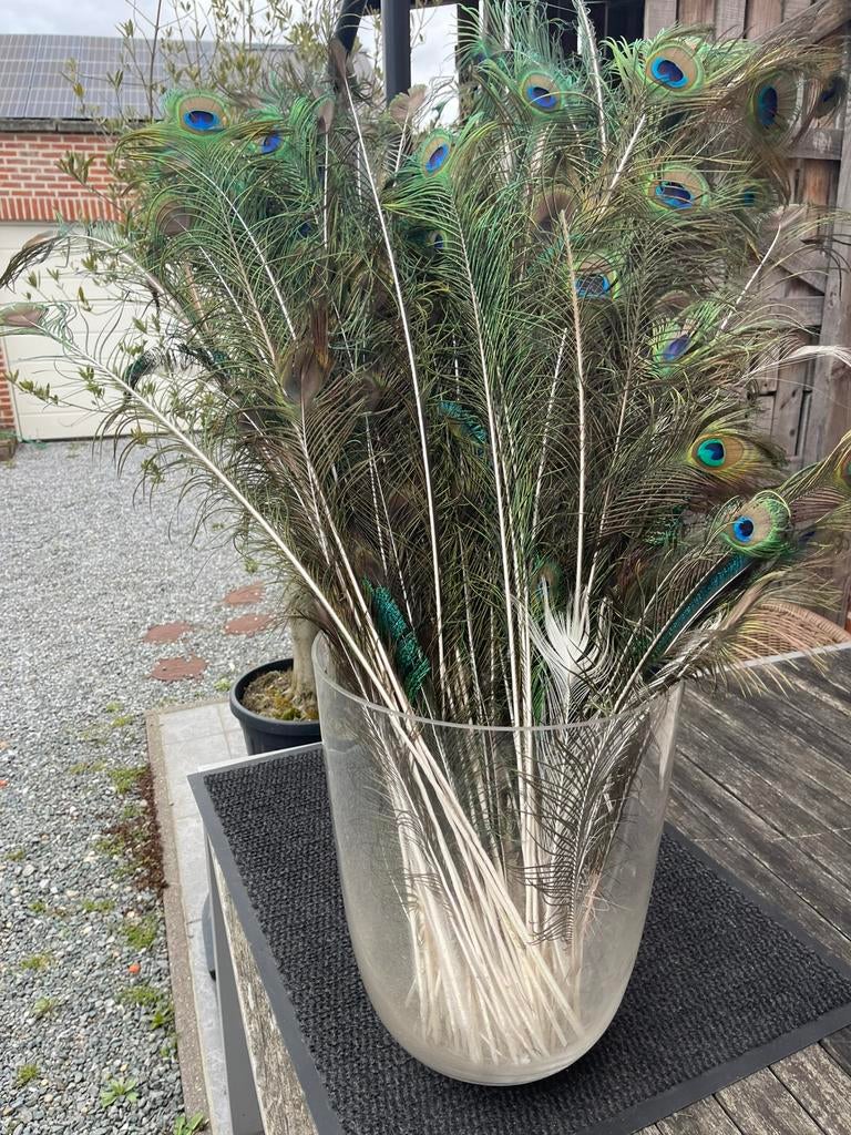 Pauwenveren in grote vaas, Ophalen, Zo goed als nieuw