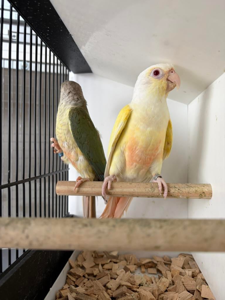 Pyrrhura crème ino couple, Mâle, Perroquet