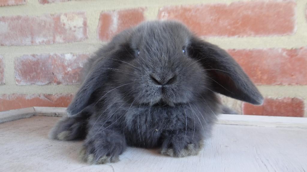 Nederlandse hangoor dwergkonijntjes - Gevaccineerd!, Dieren en Toebehoren, Konijnen, Meerdere dieren, Dwerg, Hangoor, 0 tot 2 jaar