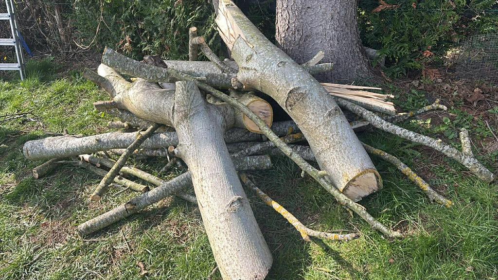 Bois a donner, Jardin & Terrasse, Bois de chauffage, Moins de 3 m³, Enlèvement, Autres essences de bois, Bûches