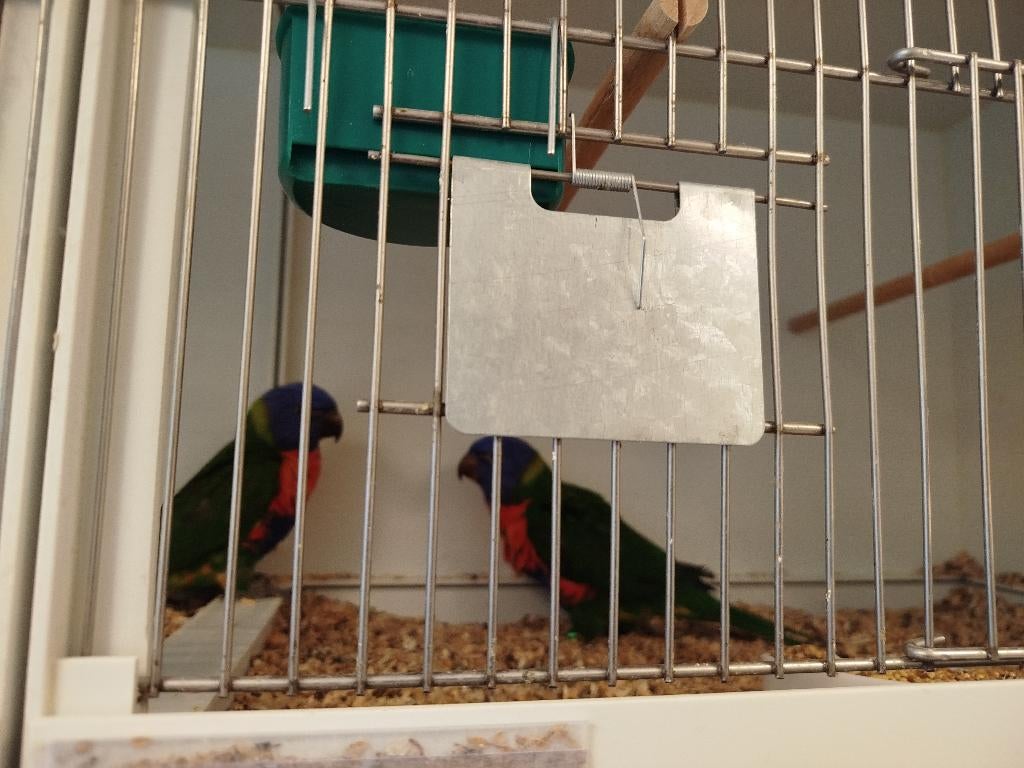 2 handtamme Lori's, Dieren en Toebehoren