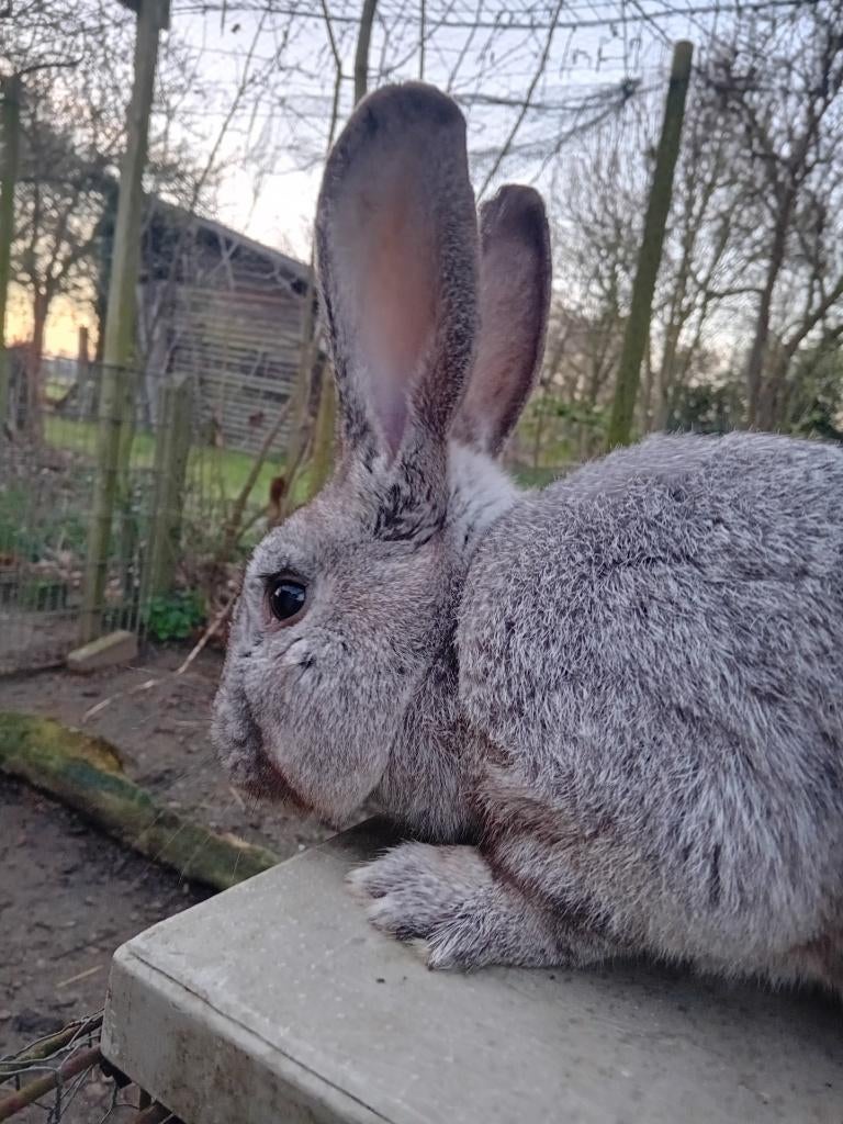 Tam konijn man rammelaar, Dieren en Toebehoren, Konijnen, Mannelijk, Groot, 0 tot 2 jaar