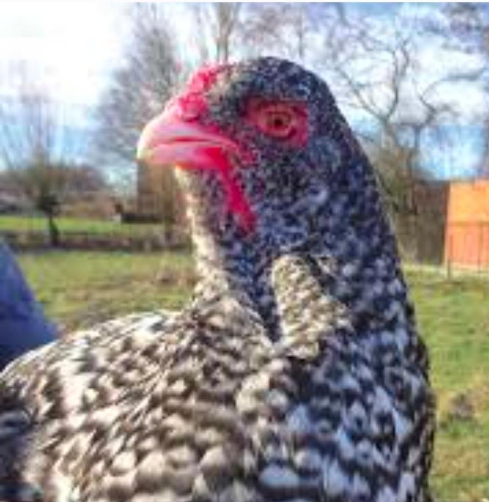 Broedeieren Mechels Hoen, Dieren en Toebehoren, Geslacht onbekend, Kip