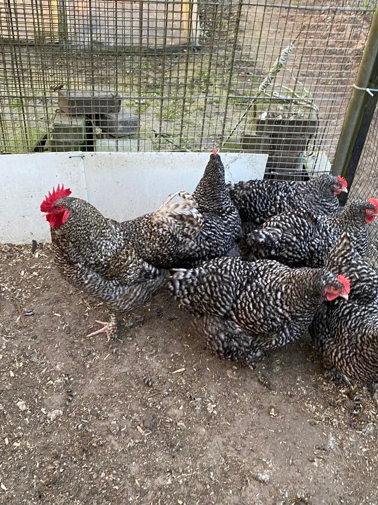 Eieren van Mechelse koekoek