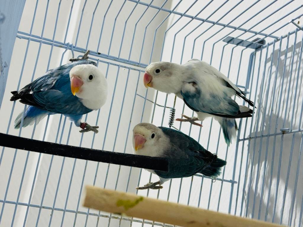 3 Agapornis te koop, Dieren en Toebehoren