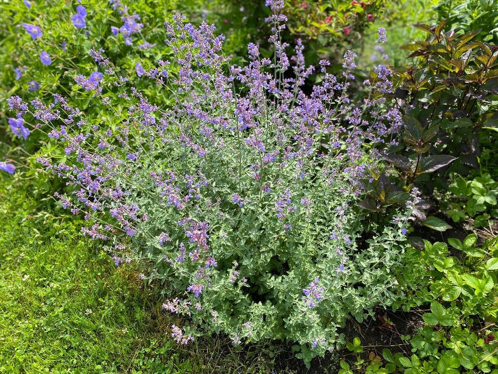 kattekruid ,( Nepeta ), Tuin en Terras, Planten | Tuinplanten, Vaste plant, Ophalen