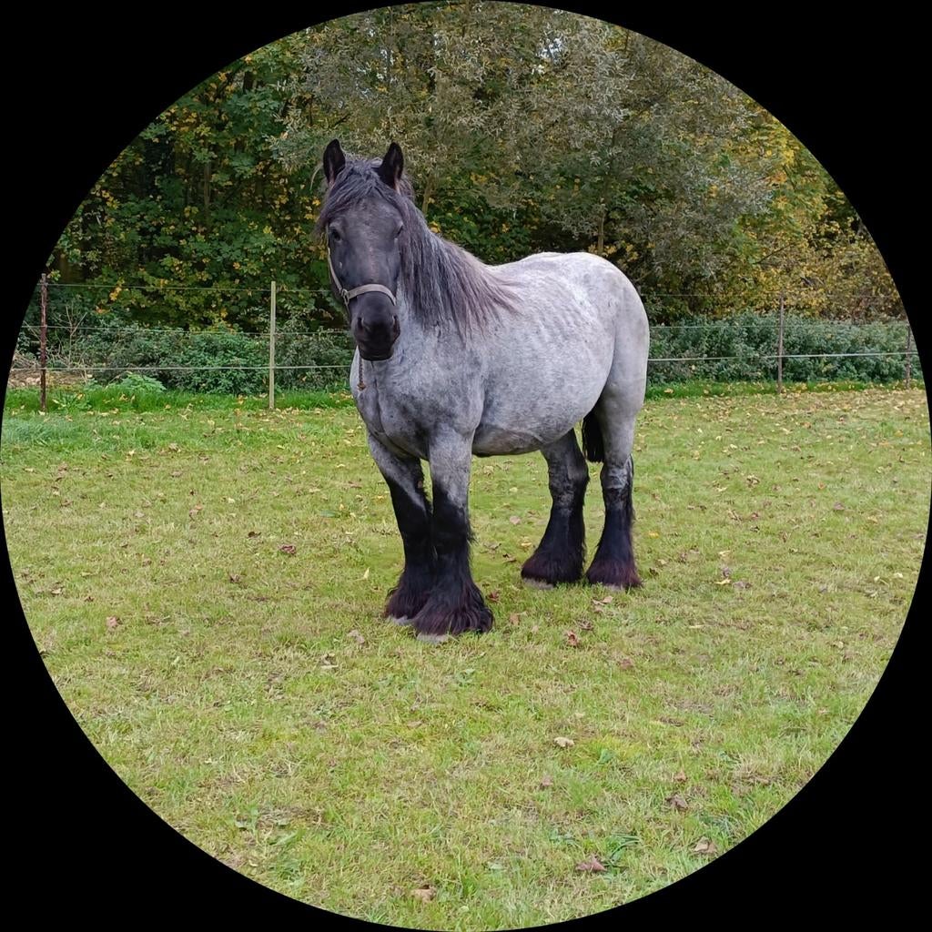 Fokmerrie boerenpaard drachtige, Animaux & Accessoires, Chevaux & Poneys | Étalons & Juments poulinières, Jument