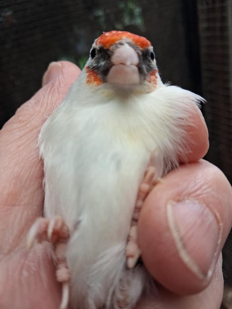 Bonte agaat distelvink man, Plusieurs animaux, Oiseau chanteur sauvage, Bagué
