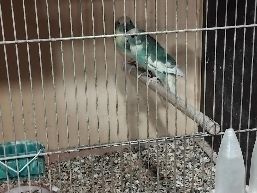 Kakariki kweekkoppel + broedrijpe pop, Geringd