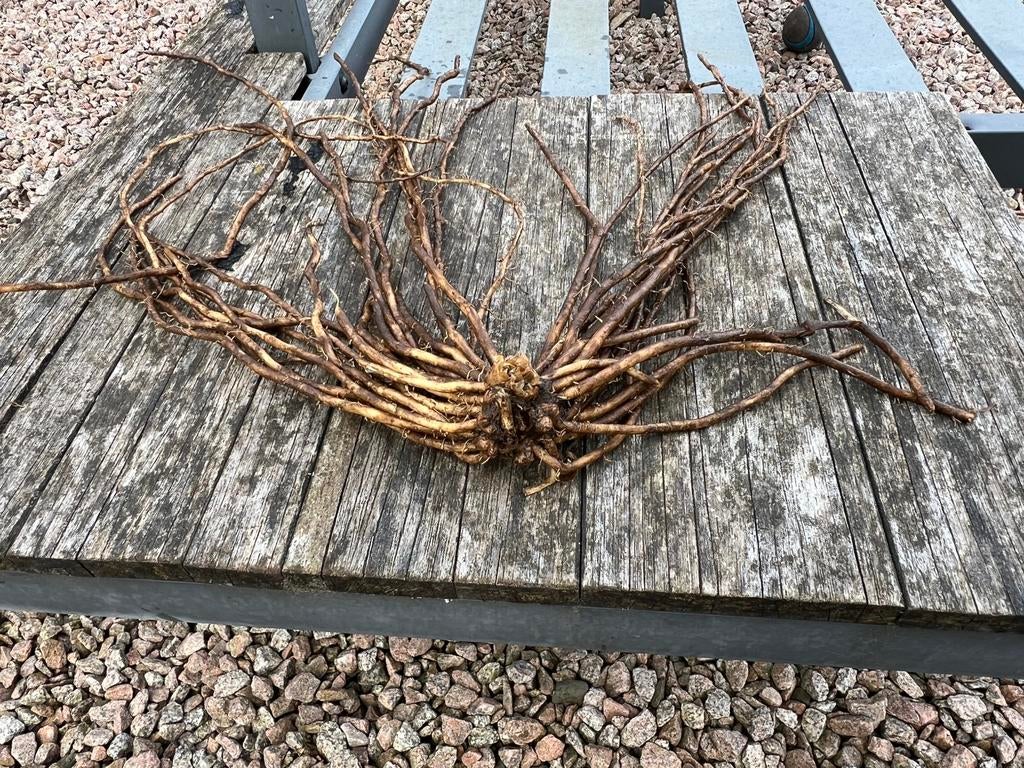 Asperge planten te koop, Ophalen, Zo goed als nieuw