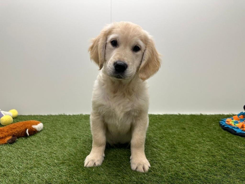 Golden Retriever pups