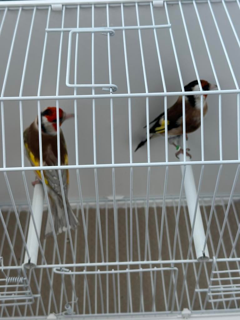 Chardonnerets majors, Animaux & Accessoires, Plusieurs animaux, Oiseau chanteur sauvage, Domestique