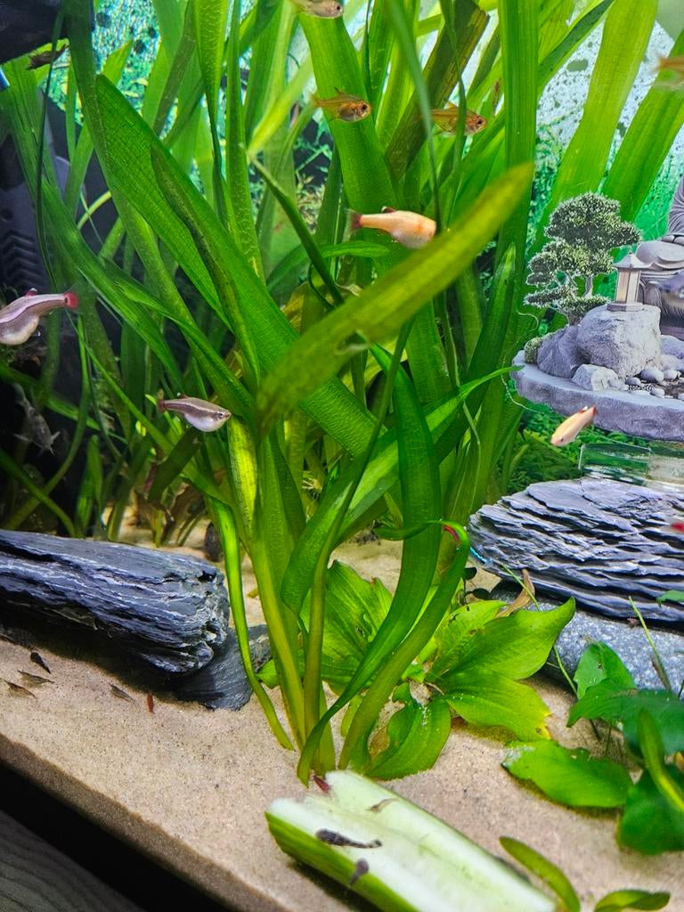 Vallisneria planten aquarium, Ophalen