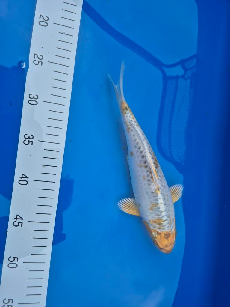 Japanse koi doitsu hariwake, Dieren en Toebehoren