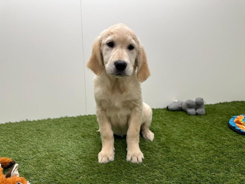 Golden Retriever pups, Dieren en Toebehoren, Honden | Retrievers, Spaniëls en Waterhonden, België, 8 tot 15 weken, Parvo, Meerdere