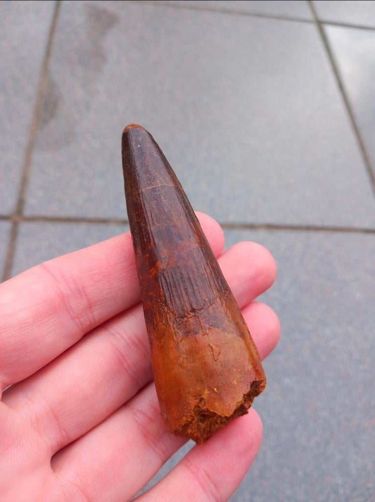 fossile fossile de dinosaure à dents de spinosaure, Enlèvement ou Envoi, Fossile