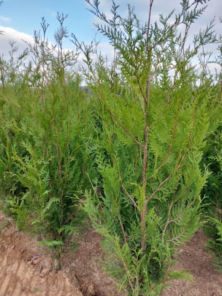 Conifeer/spar: thuja atrovirens (grote haagplanten), Tuin en Terras, Ophalen, Conifeer, Haag, 100 tot 250 cm
