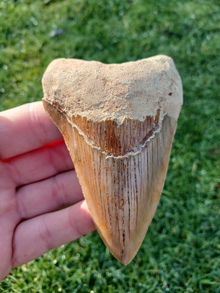 Fossile de dent de requin mégalodon 9,9 cm, Enlèvement ou Envoi, Fossile