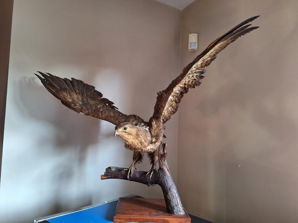 Opgezette buizerd, Enlèvement