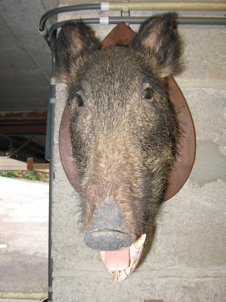 Tête de sanglier, Antiquités & Art, Enlèvement