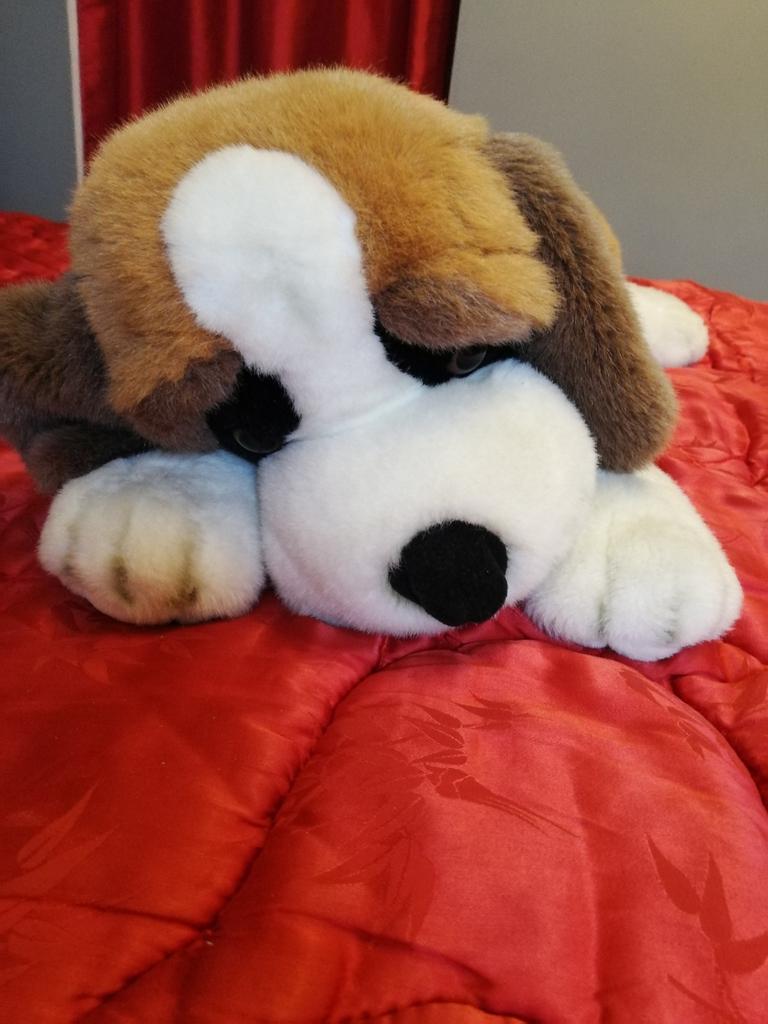 Saint-Bernard 80 cm, Enlèvement, Neuf, Chien