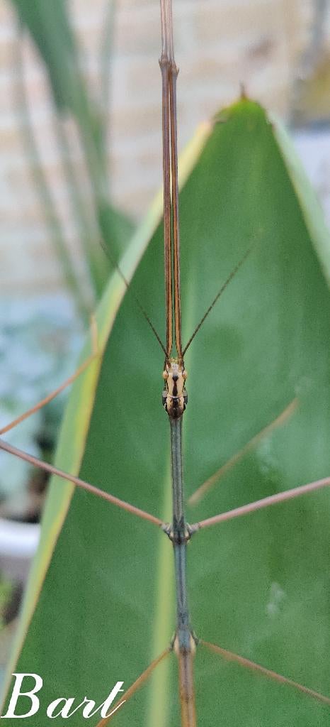 Wandelende takken - Ramulus sp "Bokor", Dieren en Toebehoren, Insecten en Spinnen, Wandelende tak