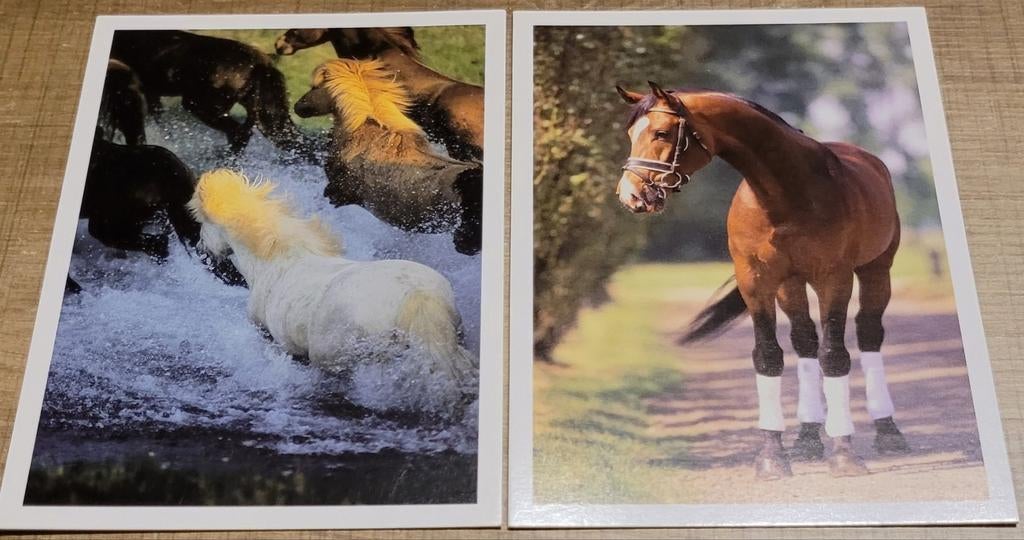 2 postkaarten: paarden, Collections, Cartes postales | Animaux, Enlèvement ou Envoi, 1980 à nos jours, Non affranchie, Cheval