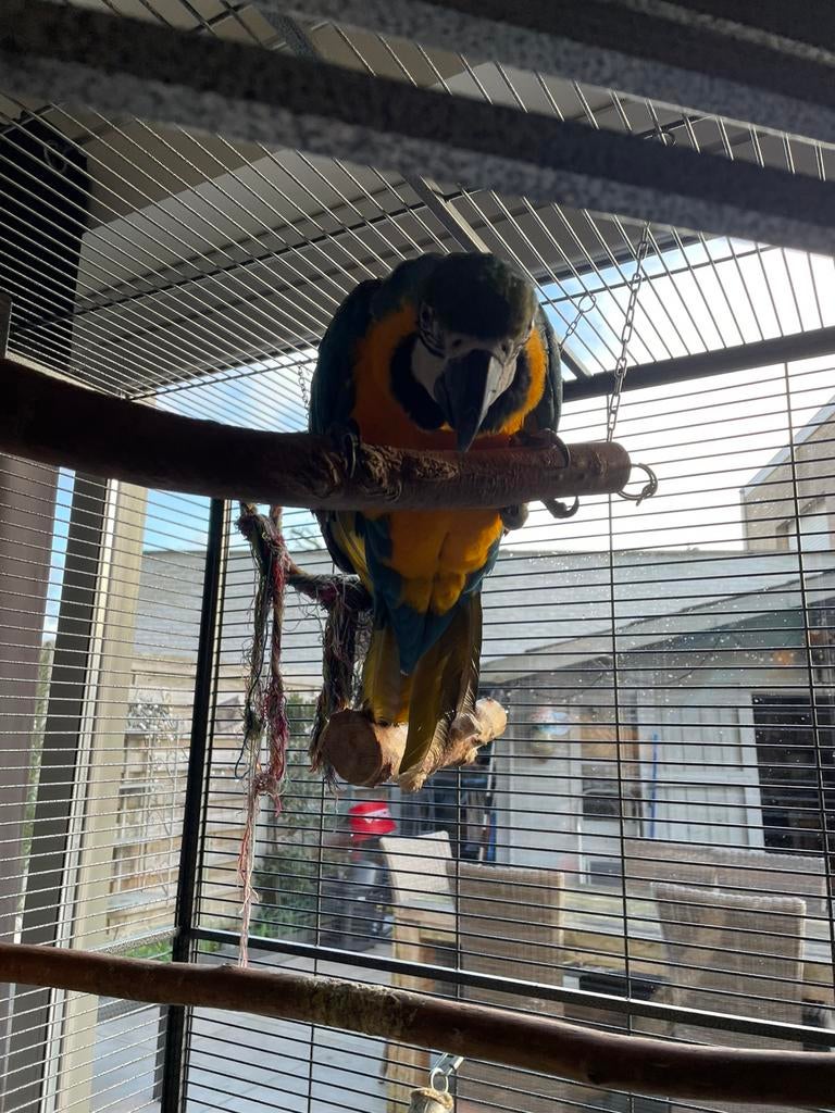 Ara plus 1 grote kooi, Enlèvement, Neuf, Métal, Autres types