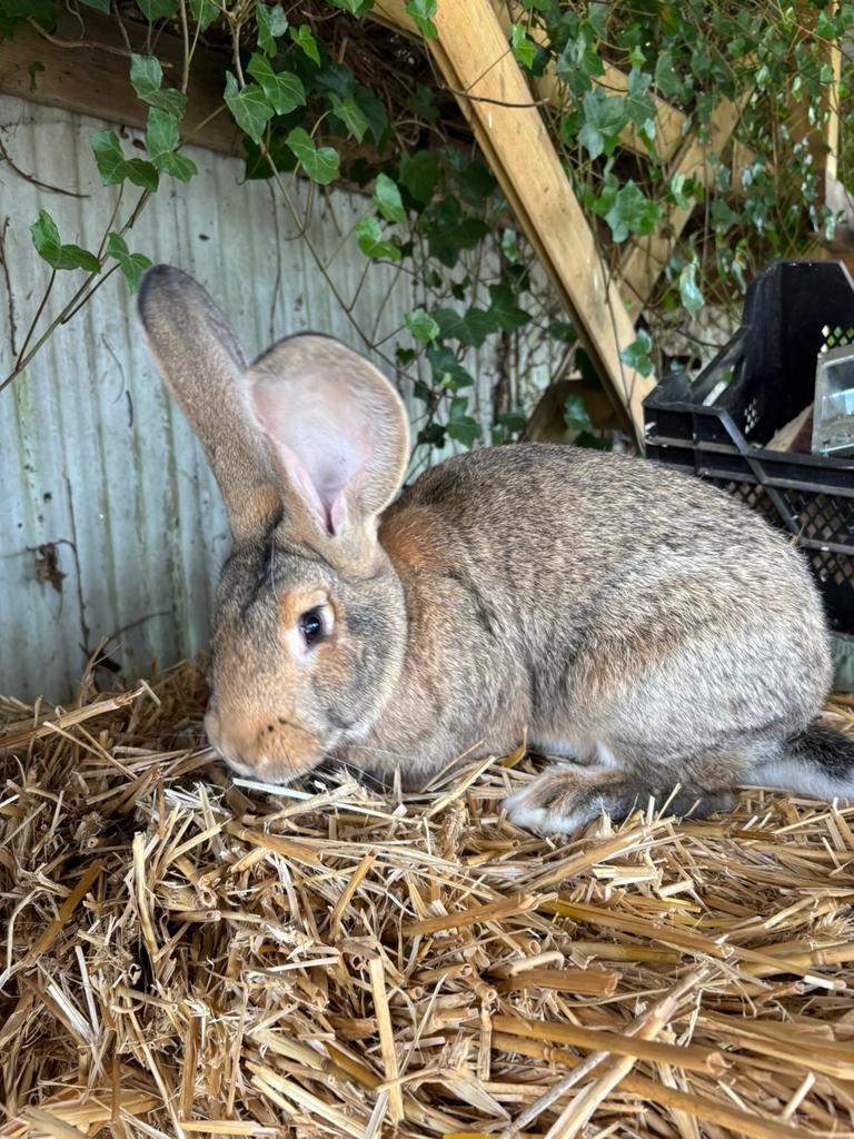 Vlaamse reus voedster