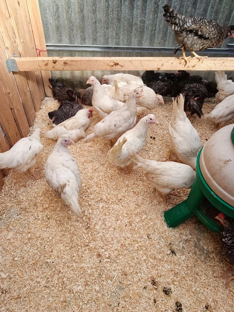 kleurleggers marans & legbar 4 maand 0499/082381, Dieren en Toebehoren, Vrouwelijk, Kip