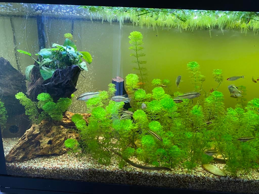 Juwel aquarium 240L met kast, Vis, Zoetwatervis