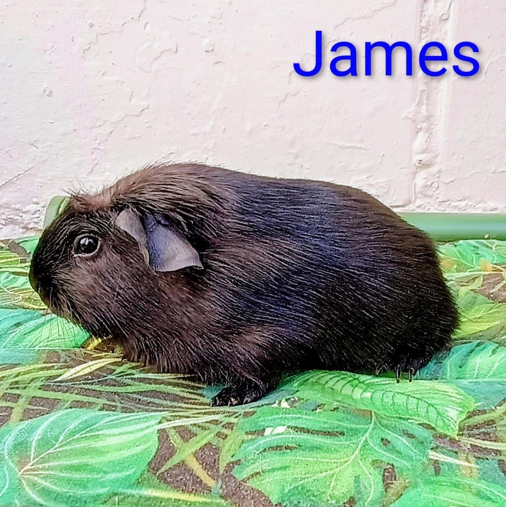 2 toffe cavia's beertjes zoeken forever home, Dieren en Toebehoren, Knaagdieren, Maart, Mannelijk, Cavia
