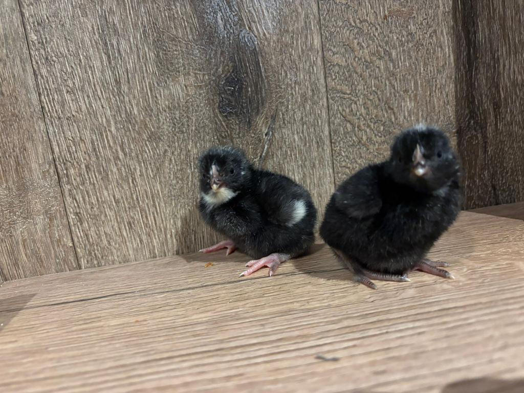 Mechelse koekoek kuikens