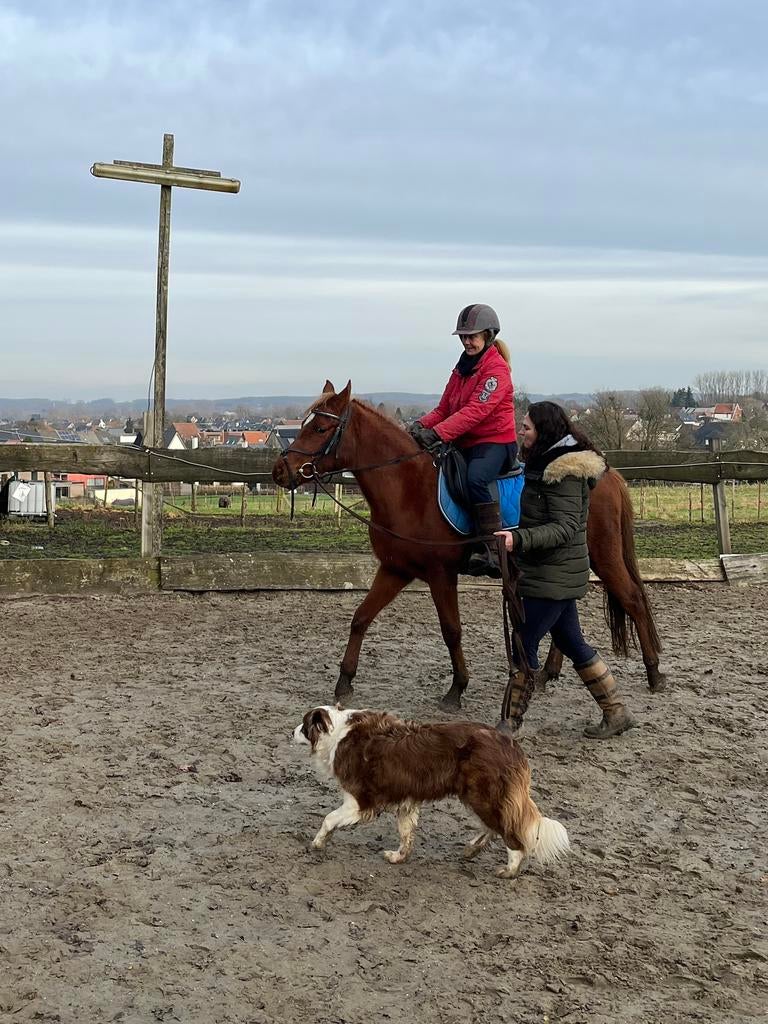 Jonge arabische volbloed, Animaux & Accessoires, Chevaux, Hongre, Ne s'applique pas, Moins de 160 cm, 3 à 6 ans, Cheval de récréation