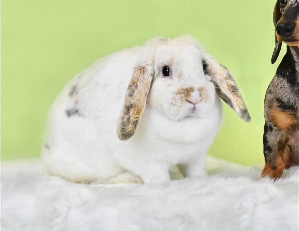 Gezocht! Dwerghangoor mannetje, Dieren en Toebehoren, Konijnen, Dwerg, Mannelijk, 3 tot 5 jaar, Hangoor