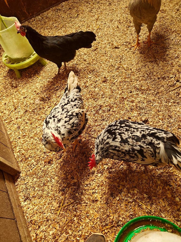 Bonte leghorn hennen en één zwarte, Dieren en Toebehoren, Pluimvee, Vrouwelijk, Kip