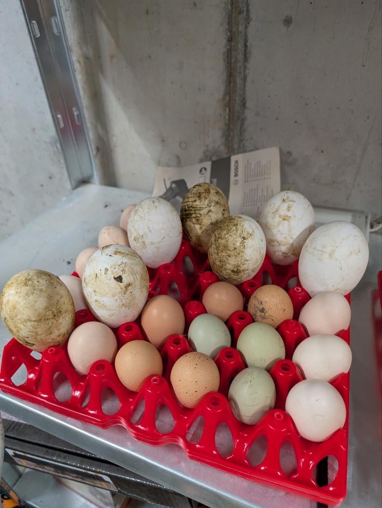 Broedeieren Amerikaanse Buff gans, Dieren en Toebehoren, Pluimvee