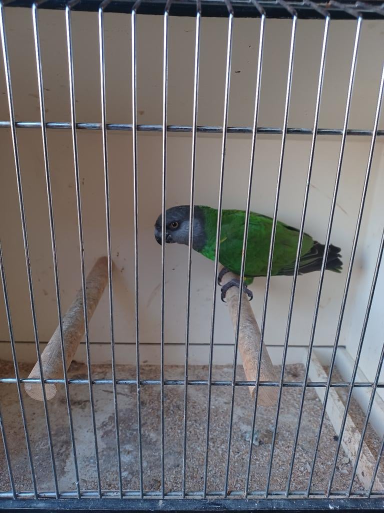 Bonte boer papegaai man, Dieren en Toebehoren, Vogels | Overige Vogels, Tam