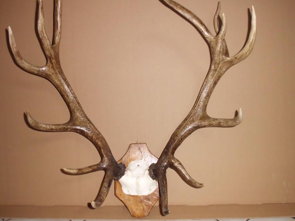 Hertengewei, Ophalen, Nieuw, Hert, Gewei of Kop