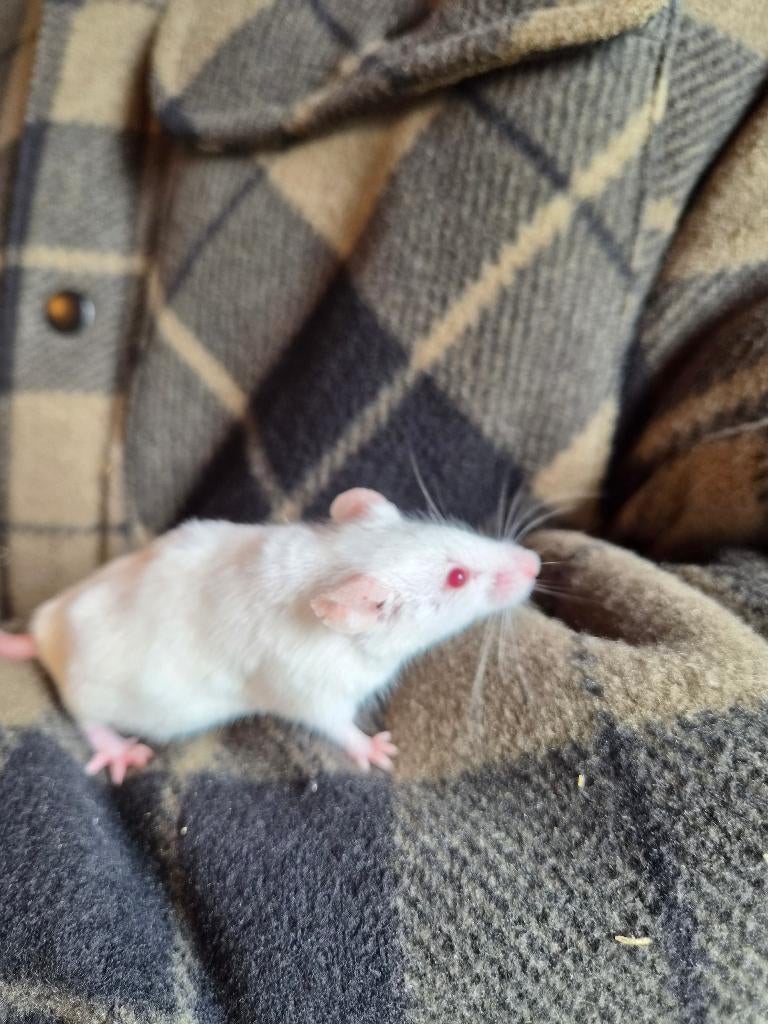 Muizen, Dieren en Toebehoren, Knaagdieren, Februari, Muis, Geslacht onbekend, Tam