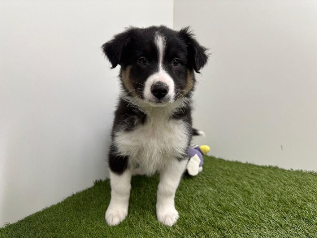 Nestje Australische herder pups, Parvo, België, 8 tot 15 weken, Meerdere