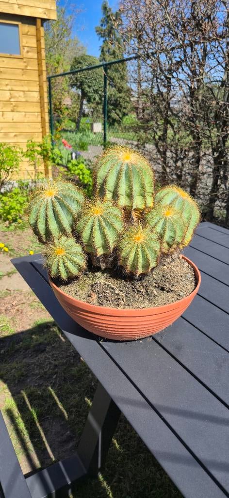 Parodia Magnifica, Ophalen