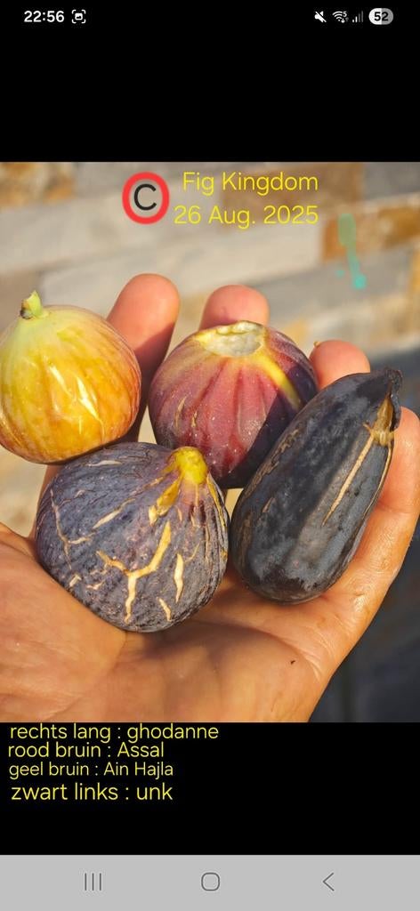 Vijgenplant vijgenboom vijgenboompje Ghoddan, Ophalen, Vijgenboom