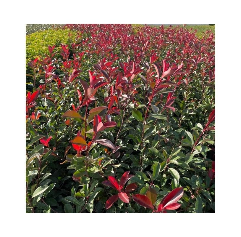 Photinia red robin, Jardin & Terrasse, Plantes | Arbustes & Haies, Enlèvement