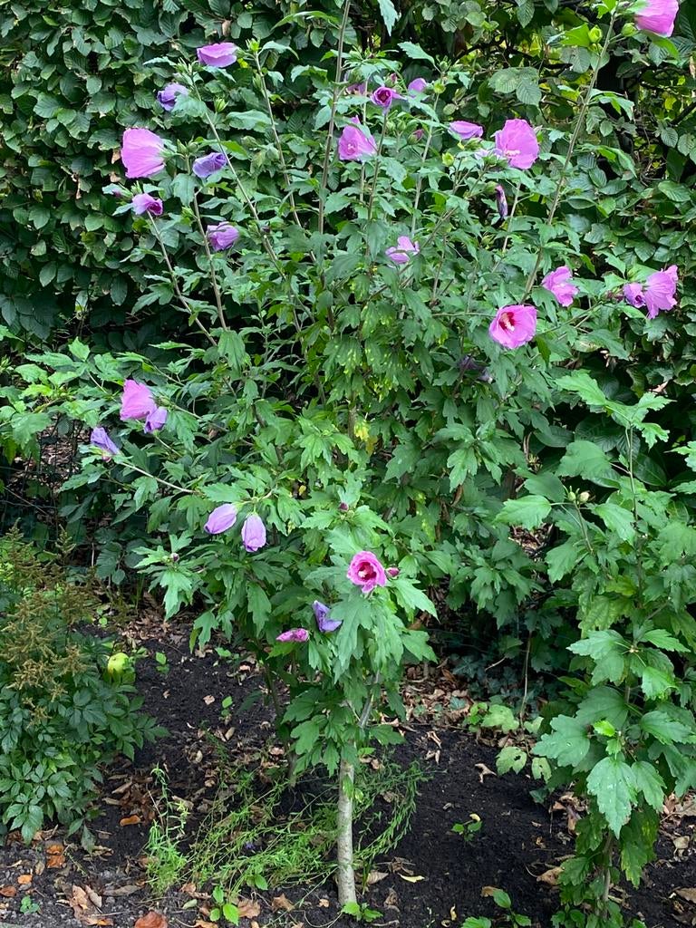 Hibiscus/Chinese roos.Vaste plant.Tuin en terras/Winterhard, Vaste plant, Halfschaduw, Zomer, Ophalen
