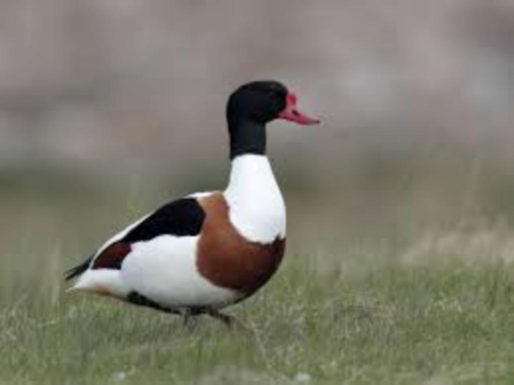Bergeend, Dieren en Toebehoren, Vrouwelijk, Eend