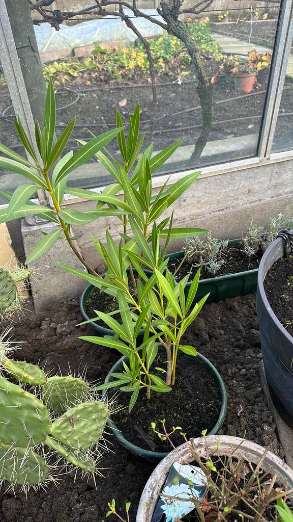 Oleander witte bloemen, Tuin en Terras, Planten | Tuinplanten, Ophalen