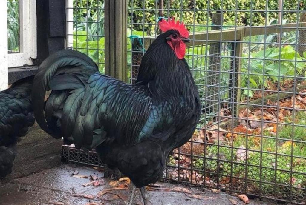 Australorp, Dieren en Toebehoren, Pluimvee