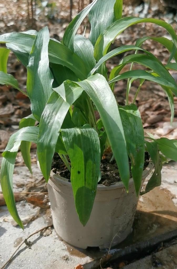 Ail sauvage - allium ursinum, Enlèvement, Printemps, Plante fixe, Mi-ombre